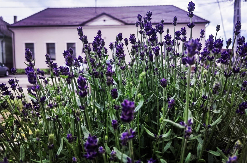 Juniálist szerveznek a hétvégén Rábapordányban. Mulatságban nem lesz hiány.