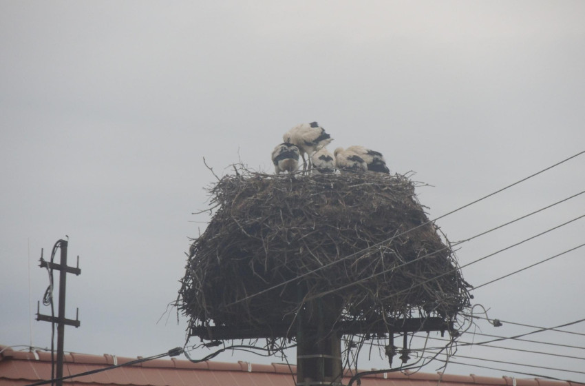 Öt kisgólya Rábapordányban