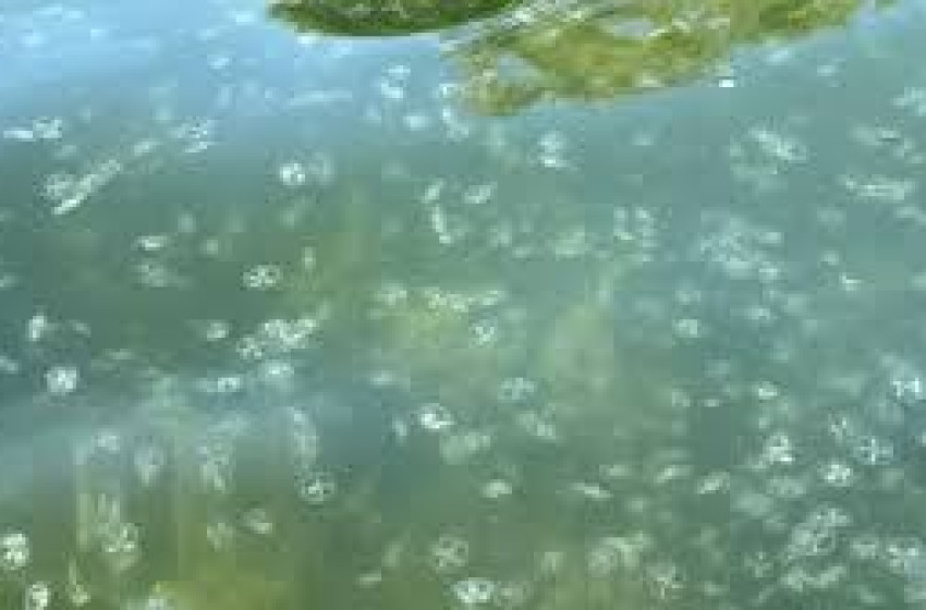 Egyre több a medúza a Dunában - videó