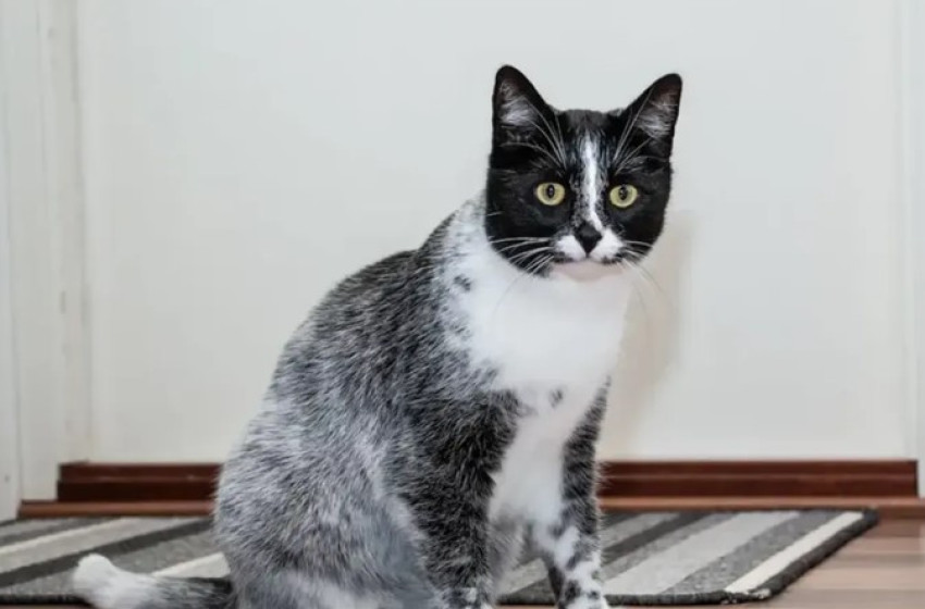 Új macska színt fedeztek fel 