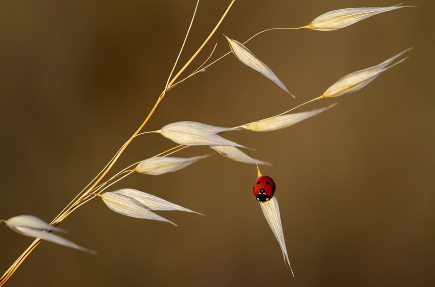 Nyakunkon a kánikula, őrült forróság közeleg 