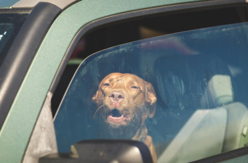  Nyáron se gyermeket, se kisállatot ne hagyjon egyedül az autóban!