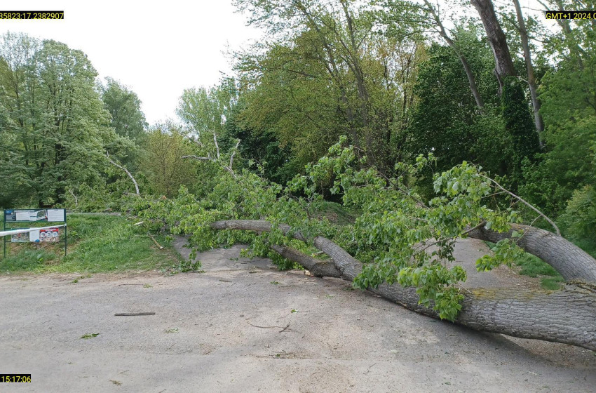 Eltávolítják a veszélyes fákat Csornán