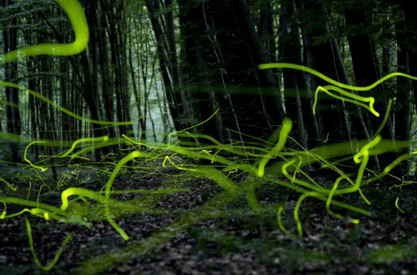 Különleges felvételeken a nyár egyik leglátványosabb természeti csodája