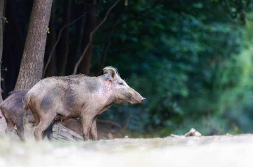 Foltos vaddisznók tűntek fel a Dunántúlon