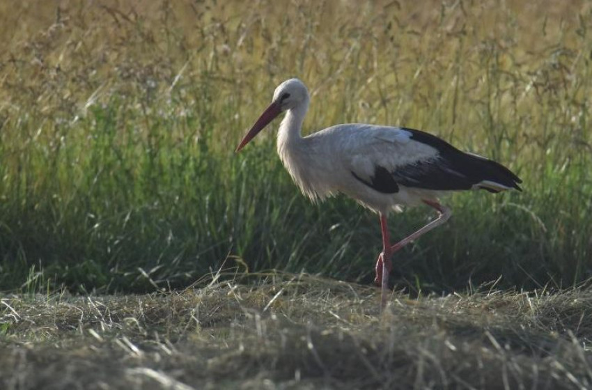 22 éves a legidősebb, hazánkban fészkelő fehér gólya