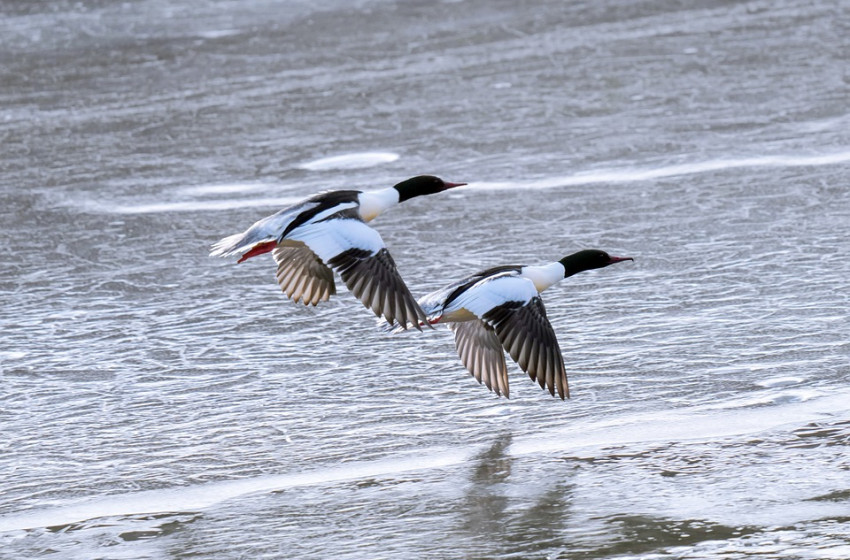 2025-ben réceféle lesz az év madara