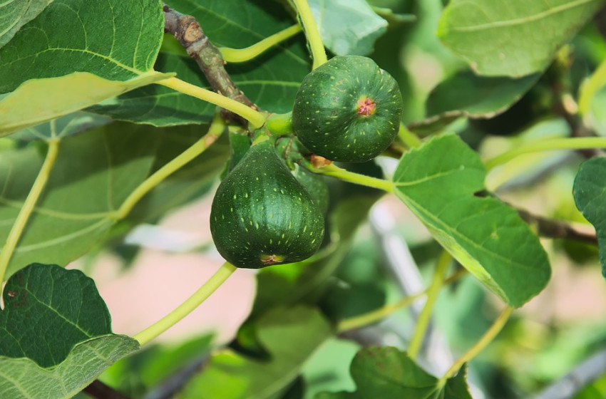 Igyunk fügefalevél teát, szervezetünk meghálálja