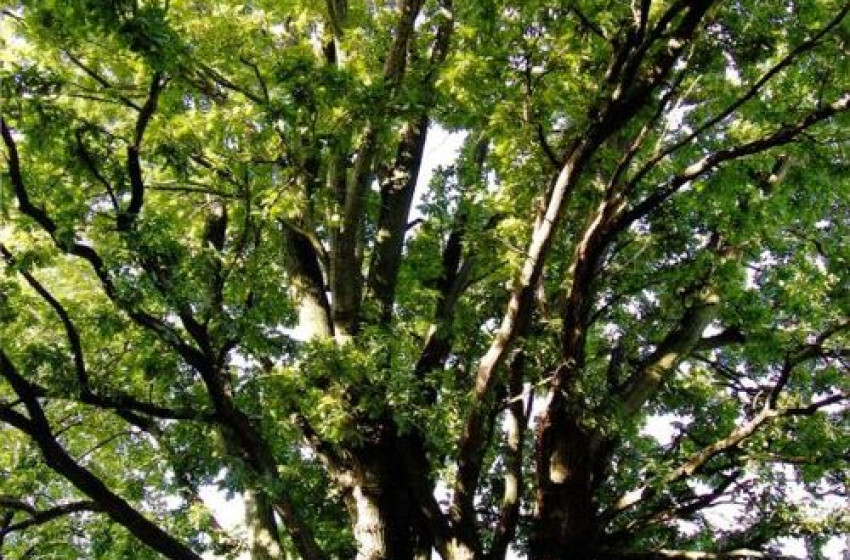 Csikvánd tölgyfája az idei "Év Fája" versenyen