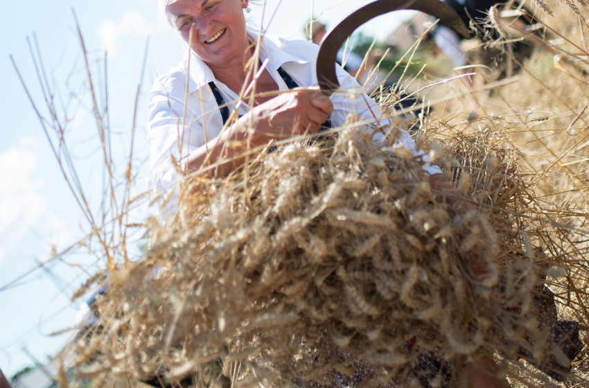 Kézzel arattak a szili legények és leányok
