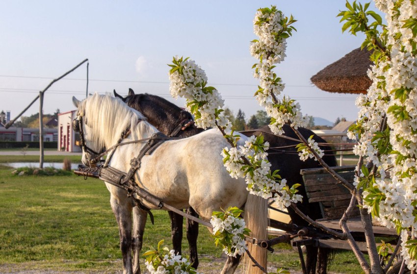 Fogathajtó verseny lesz Farádon