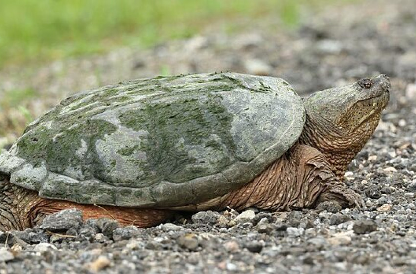 Emberre is veszélyes teknőst fogott egy horgász a Balatonban