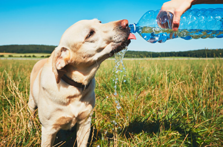 Tart a forróság, vigyázzunk magunkra, figyeljünk egymásra!