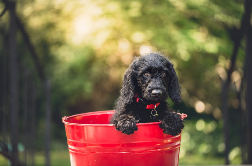 Kiskedvencek kutyamelegben