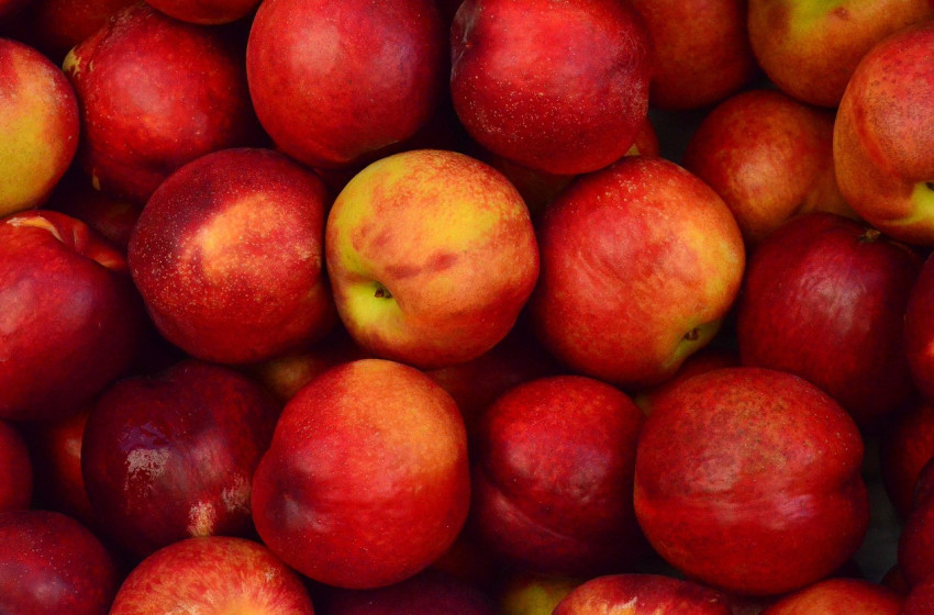 Álőstermelőkre csaptak le Győrben