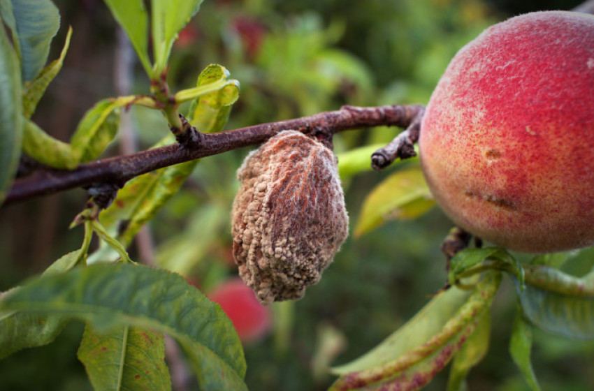 Megfő, megég a gyümölcs a fákon