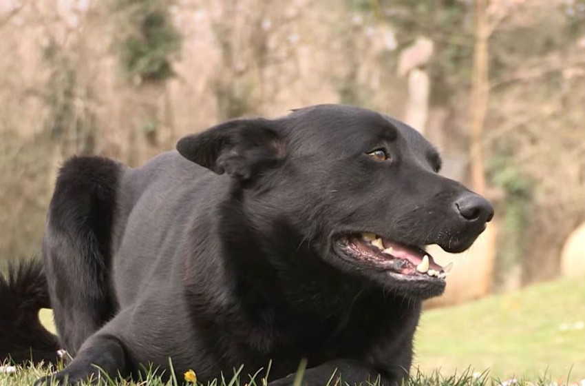 Új nemzeti kutyafajtát jegyeztek be Magyarországon