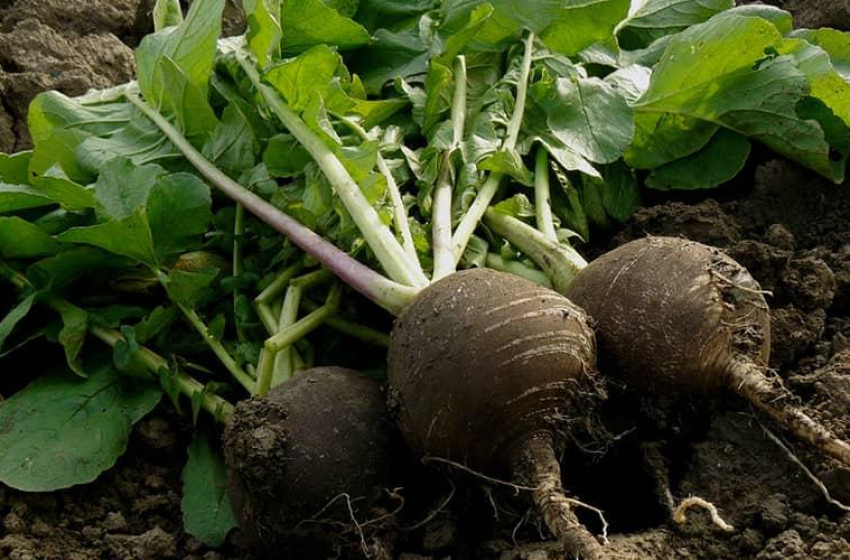 Friss retek ősszel is: most vesd el a kertben! Friss retek ősszel is: most vesd el a kertben! 