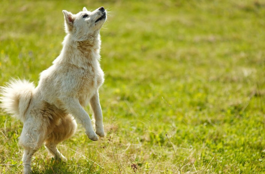 Vizsgálták a kutyák szaglását, meglepő eredmény született