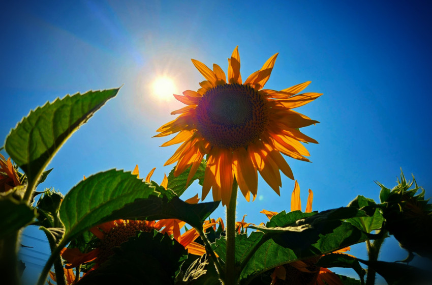 Másodfokú hőségriasztás lépett életbe