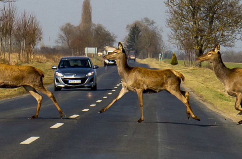 Vadkár az autópályán - ki fizeti a kárt?