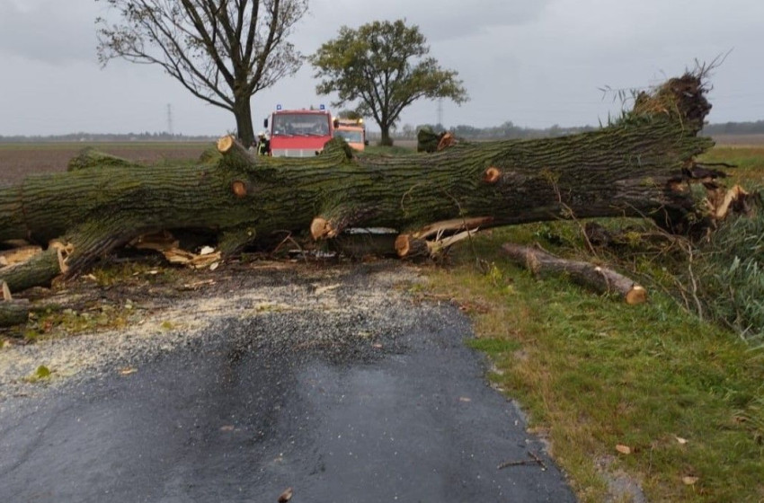 A hétvégi viharban a kidőlt fák okozták a legtöbb gondot