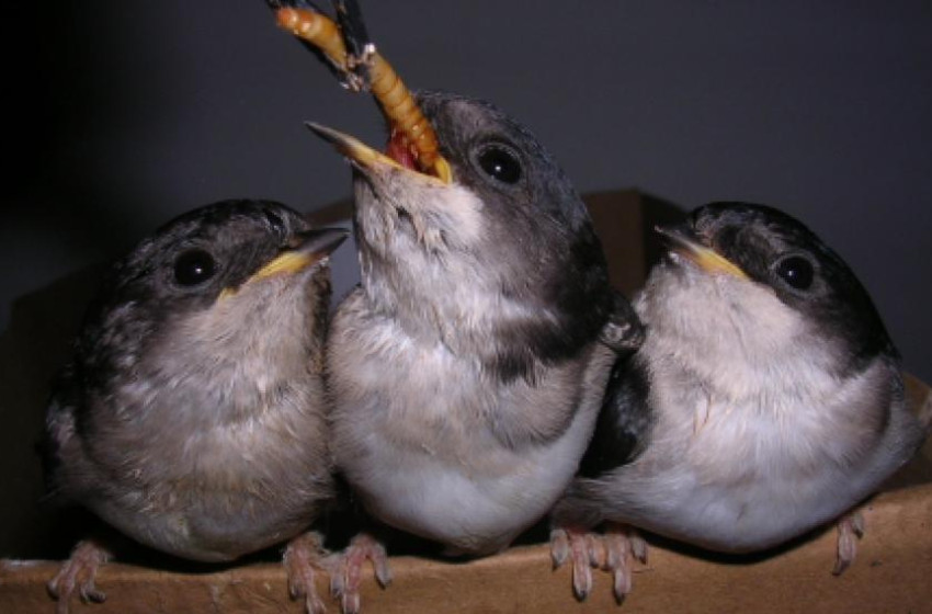 Fecskék segítése hideg, esős időben