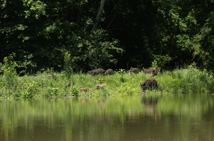Megkezdődött a vadak mentése a gemenci erdőben