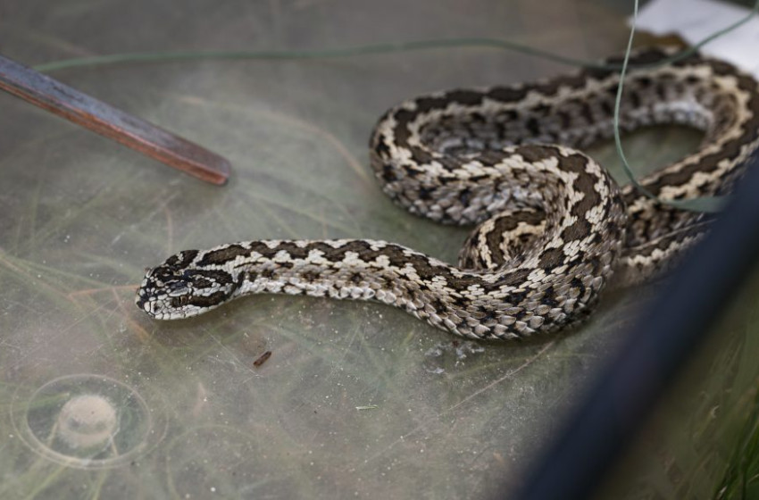 Már 5000 rákosi vipera született a magyar szakértőknek köszönhetően