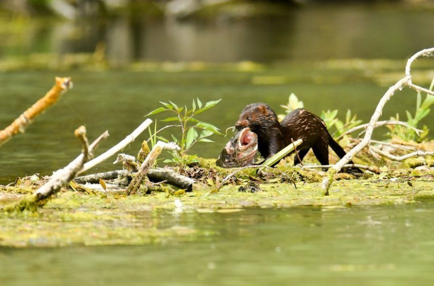 90 faj került fel az országban vadon élő emlősök listájára