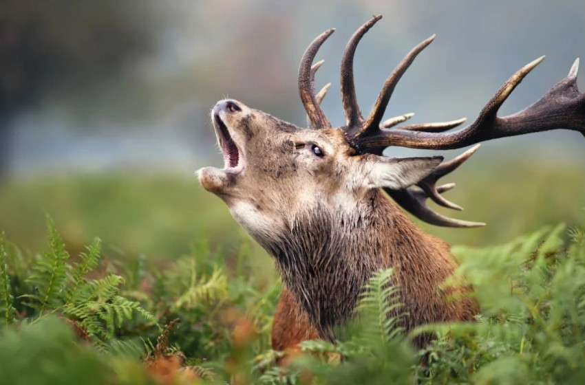 Mit ne csinálj szarvasbőgés idején?
