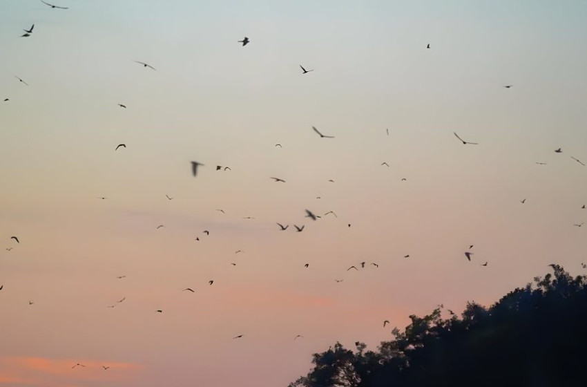 Ragadozó madarak tömegei gyűltek össze a Kárpát-medencében
