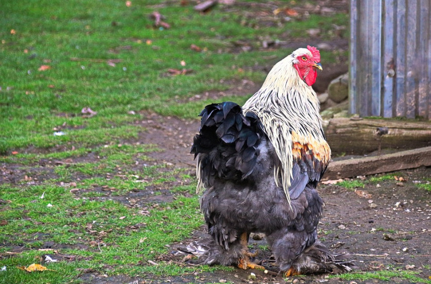 Megérkezett a madárinfluenza, szigorú járványvédelmi intézkedések jönnek Magyarországon