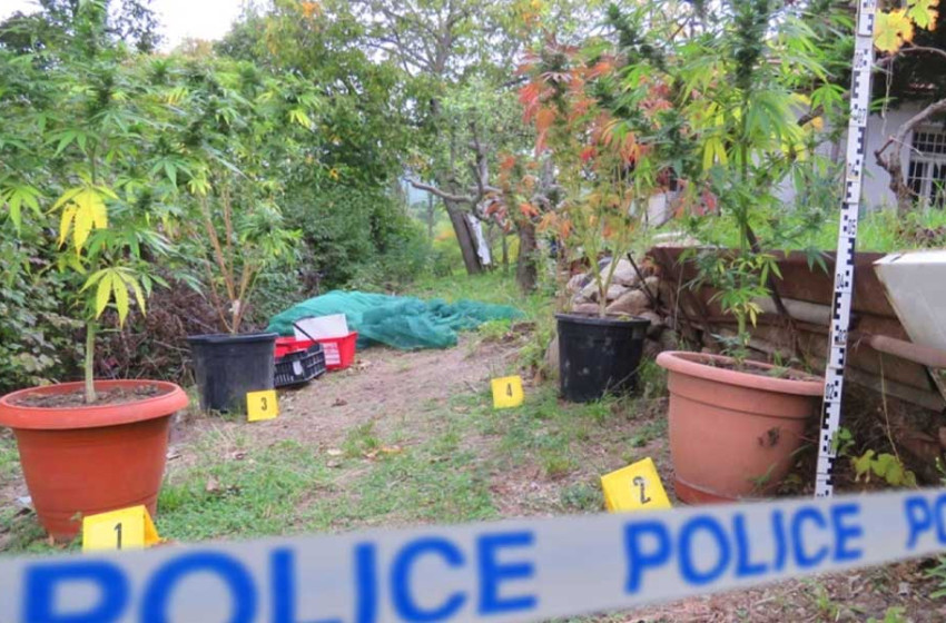 Karddal fenyegetőzött a kannabiszt termesztő férfi, majd bevallotta, hogy 30 éve fogyaszt kábítószert