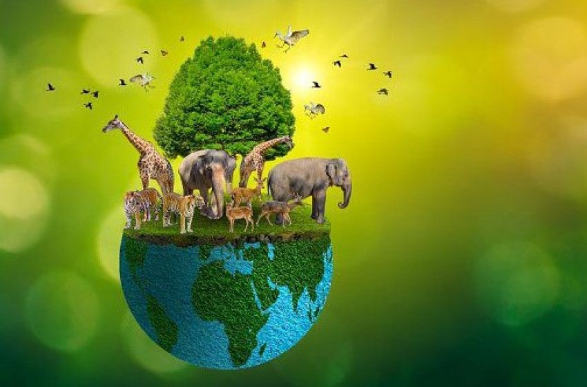 Október 4-e az állatok világnapja