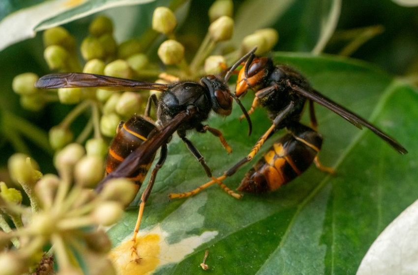 Veszélyes lódarázs terjed Magyarország határában