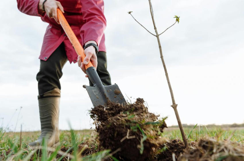 Ezeket a fákat érdemes most elültetni