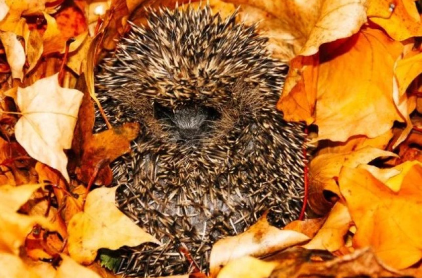 Ha avart égetsz, sünöket veszélyeztethetsz!