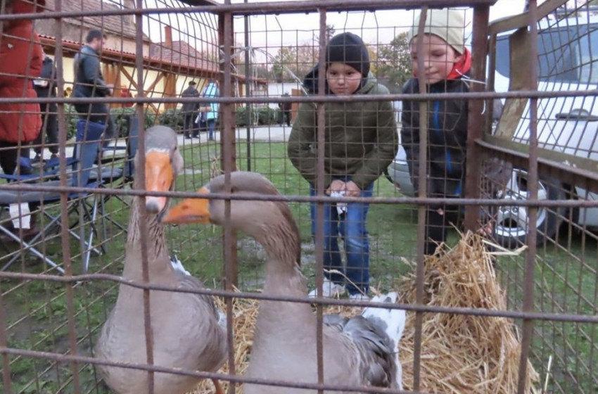 Kistatán Libakergető – Márton-napi rendezvény Szilban