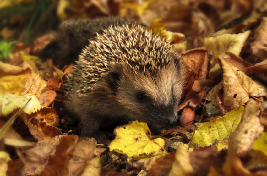 Vigyázzunk a sünökre!