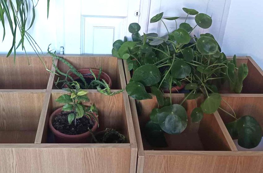 Növény cserebere a csornai könyvtárban