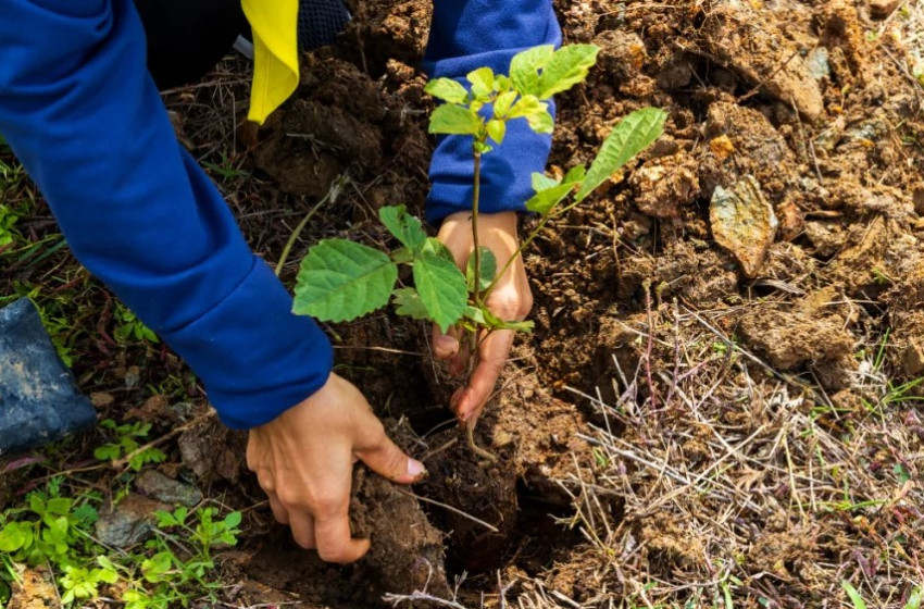 Ősszel ültethető dísznövények, bokrok, fák