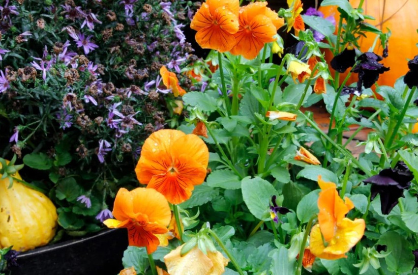 Ősszel ültethető virágok