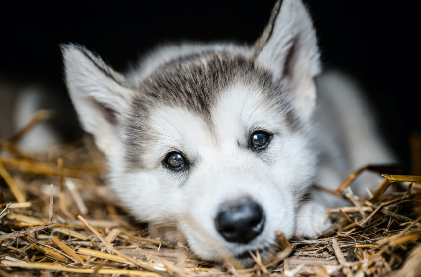 Szalma, az elfeledett csodaalapanyag