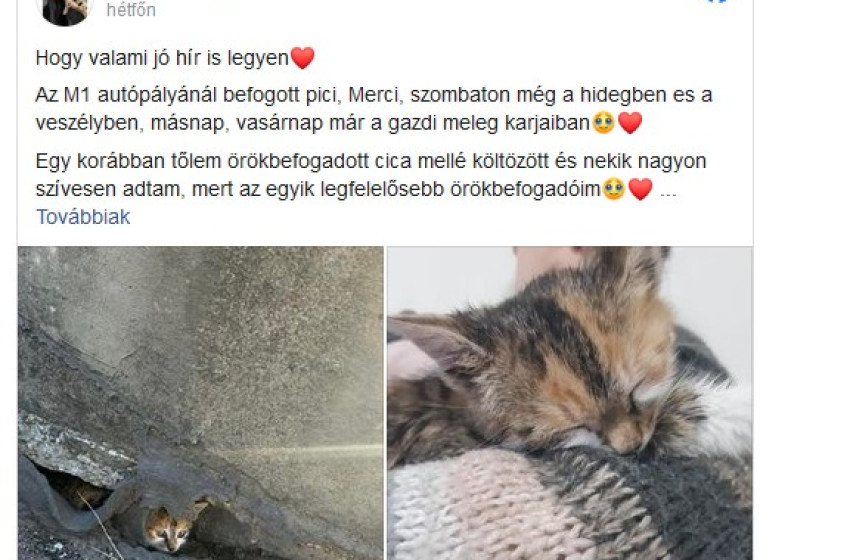 Az M1-es egyik lehajtójánál mentettek meg egy cicát 