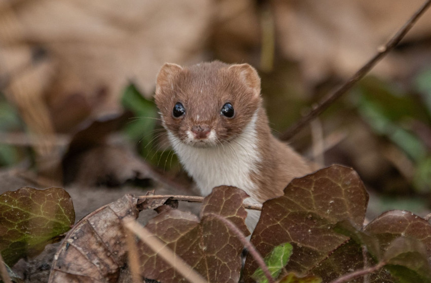 Csorna és a National Geographic: Babos Rita természetfotós sikerei