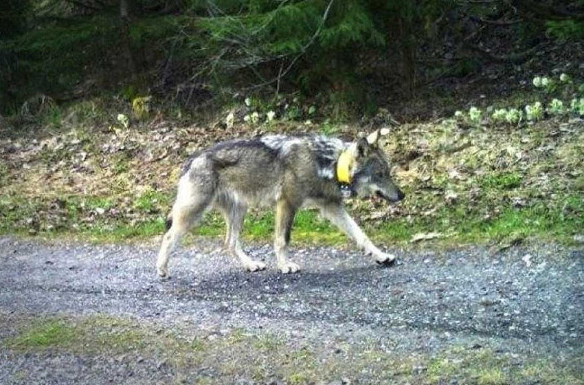 Vádat emelhetnek a jeladós svájci farkasok kilövéséért felelős vadászok ellen, egyikük 9 éves kisfia lőtte le az állatot