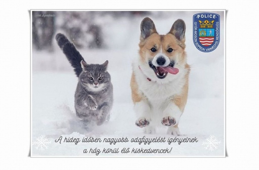 Téli állatvédelem