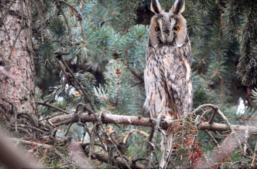 Számoljuk együtt a telelő erdei fülesbaglyokat!