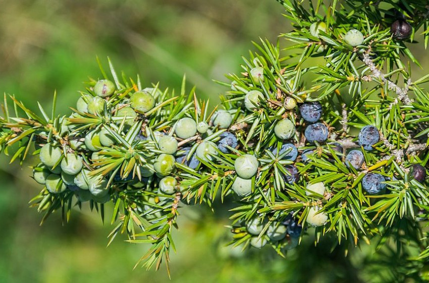 Boróka: fűszernövény és orvosság a természetből